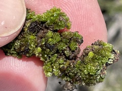 Geothallus tuberosus