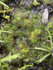 Geothallus tuberosus