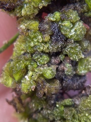 Geothallus tuberosus