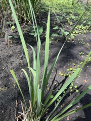 Zizaniopsis miliacea