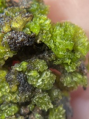 Geothallus tuberosus