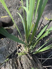 Zizaniopsis miliacea