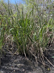 Zizaniopsis miliacea