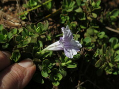 Ruellia pilosa