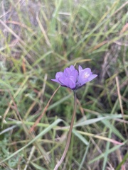 Dipterostemon capitatus