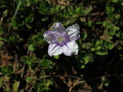 Ruellia pilosa