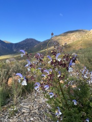 Salvia chamelaeagnea