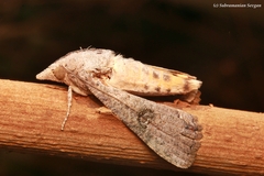 Hypocala deflorata
