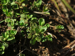 Ruellia pilosa