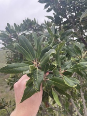 Heteromeles arbutifolia