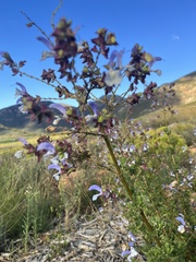 Salvia chamelaeagnea