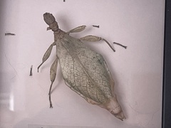 Comptaphyllium