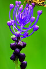 Muscari comosum