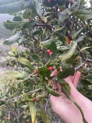 Heteromeles arbutifolia