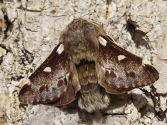 Eriogaster lanestris