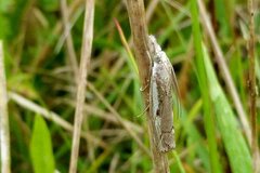Agriphila geniculea