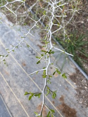 Condalia hookeri