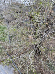 Condalia hookeri