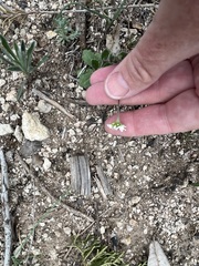 Tomostima cuneifolia