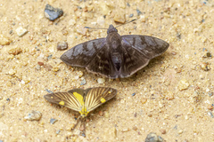 Pellicia costimacula