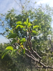 Ziziphus mucronata