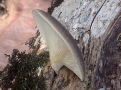 Pleurotus australis