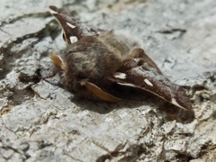 Eriogaster lanestris