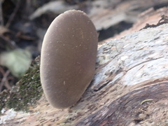 Pleurotus australis