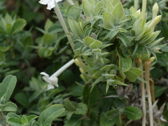 Barleria acanthoides