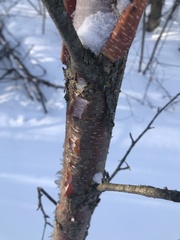 Betula cordifolia