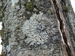 Physconia distorta