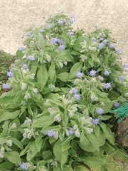 Borago