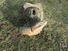 Fomitiporia hartigii