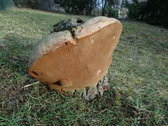 Fomitiporia hartigii