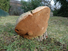 Fomitiporia hartigii