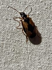 Lebia fuscata