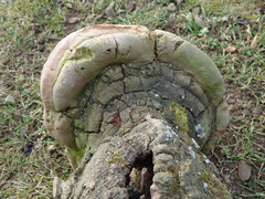 Fomitiporia hartigii