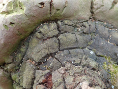 Fomitiporia hartigii