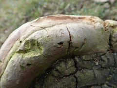 Fomitiporia hartigii