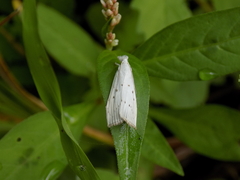 Calamotropha paludella