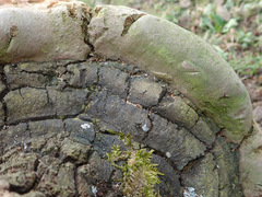 Fomitiporia hartigii