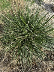 Nassella leucotricha