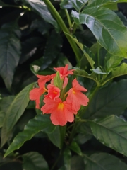 Crossandra