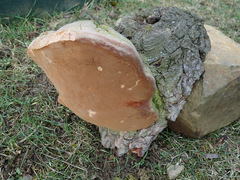 Fomitiporia hartigii