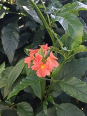 Crossandra
