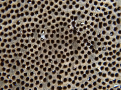 Fomitiporia hartigii