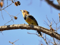 Trachyphonus vaillantii vaillantii