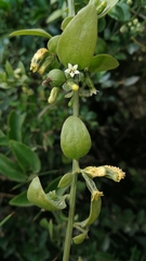 Osyridicarpos schimperianus