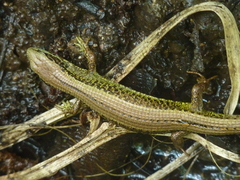 Abronia monticola