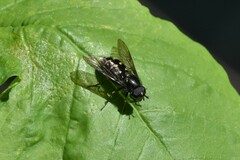 Dasysyrphus
